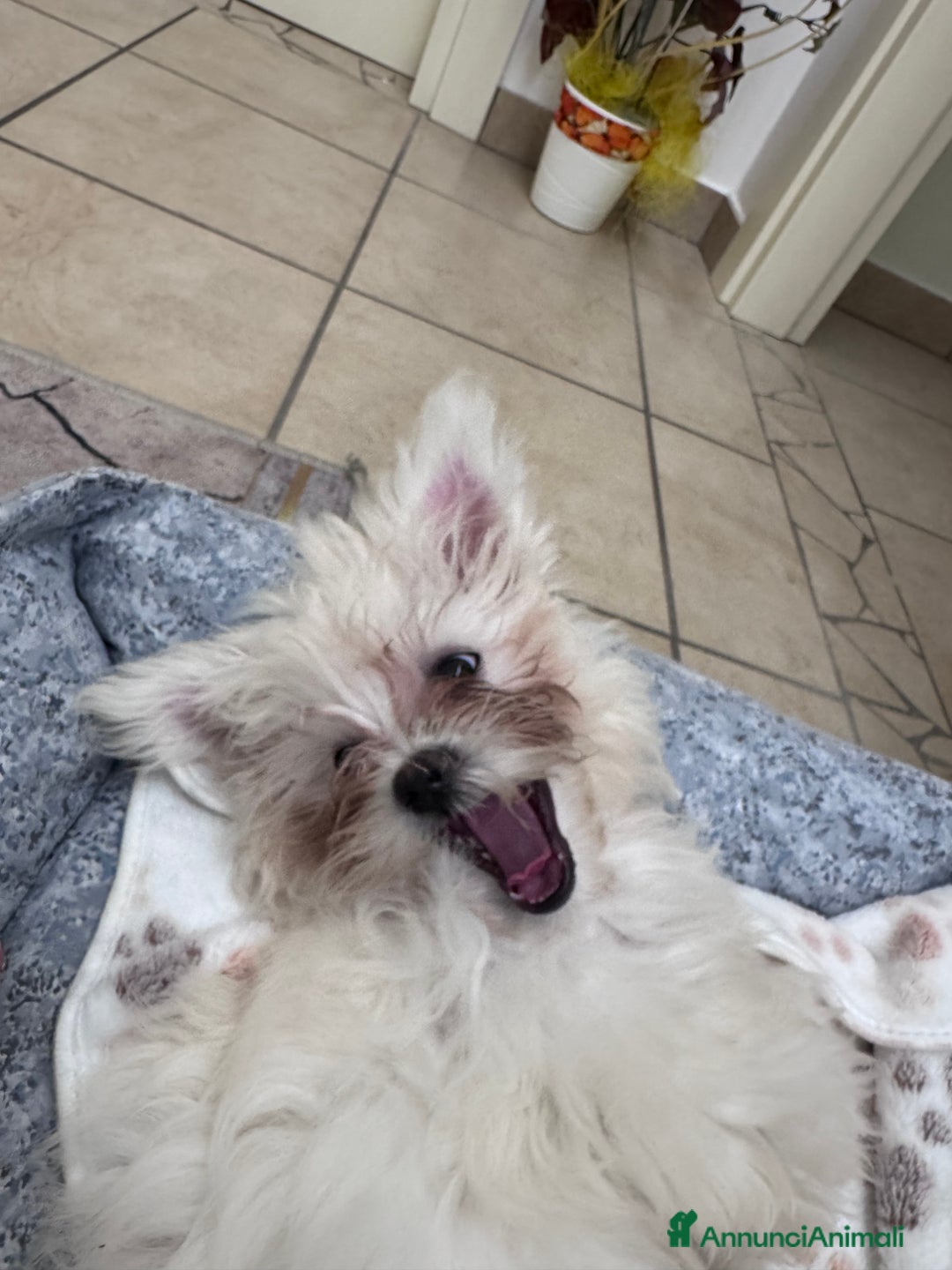 Maltese cani in vendita: Vendo questa maltese - Annuncio 4