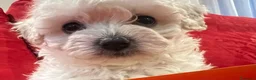 Barboncino cani in vendita: Barboncini - Annuncio 7