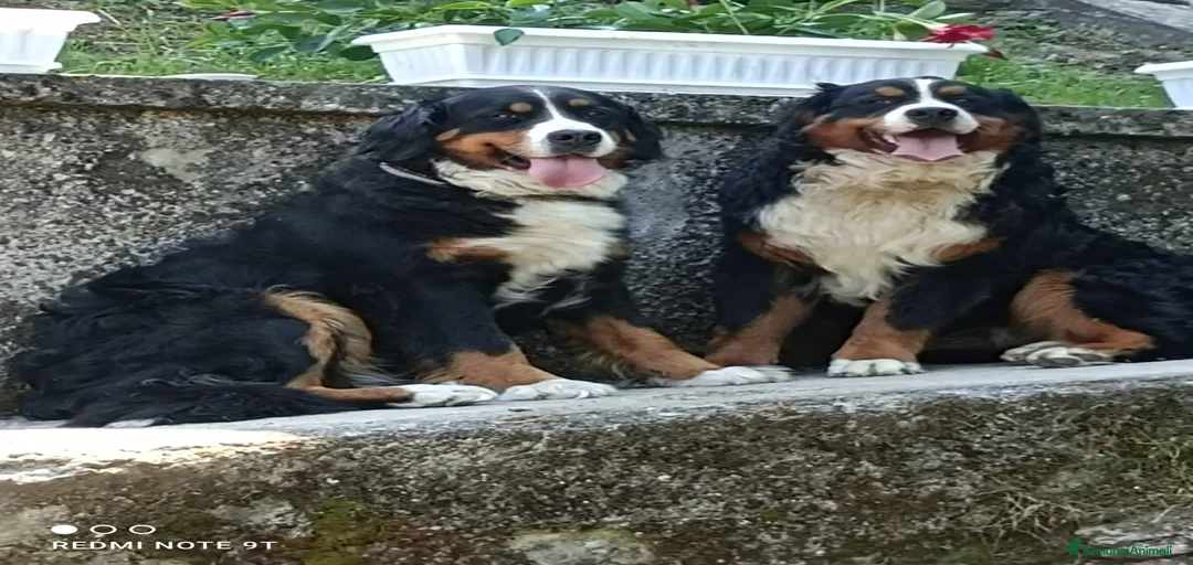 Immagine della galleria {{count}}