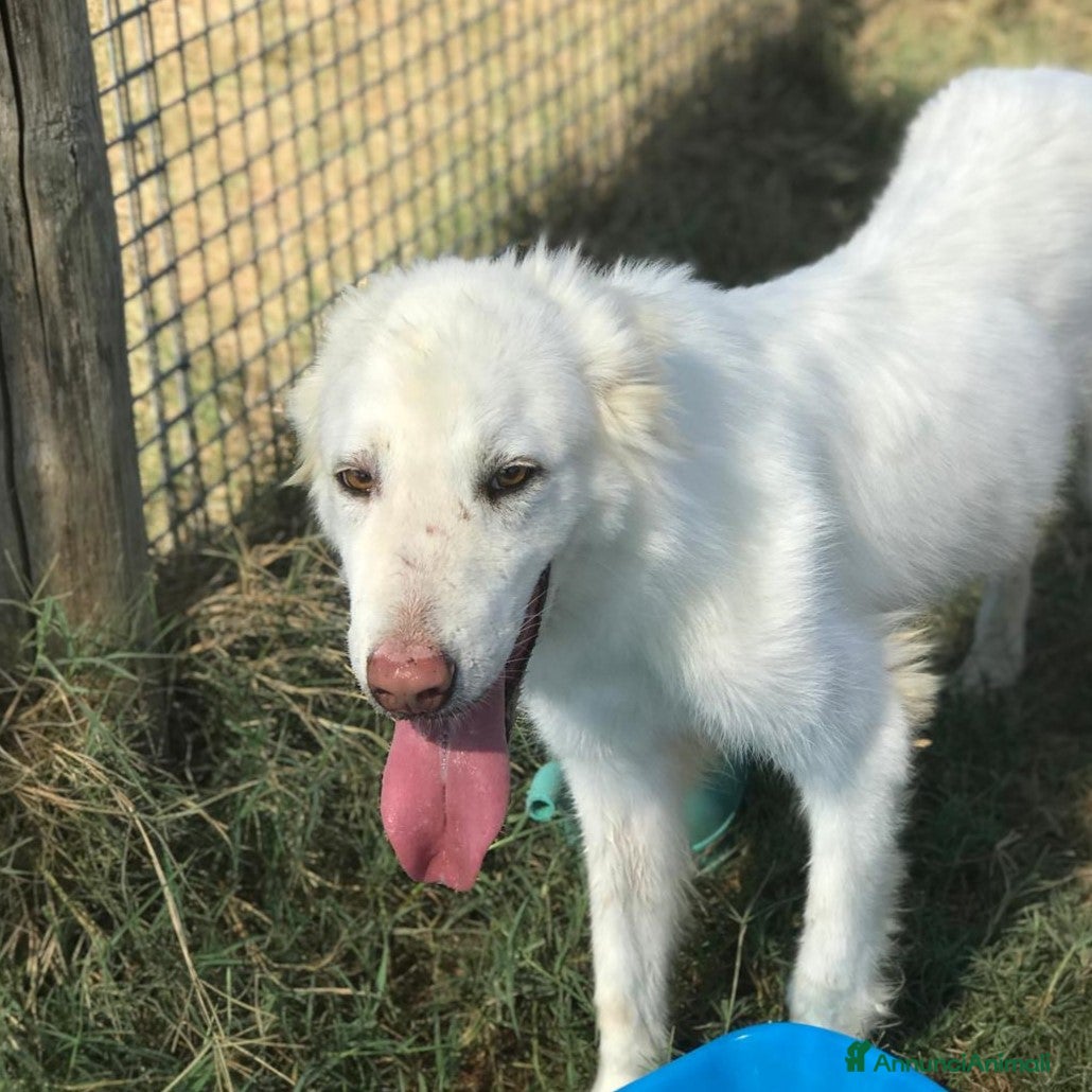 Meticcio cani ERCOLE govane mix maremmano tg contenuta a Provincia di Latina - Annuncio 2