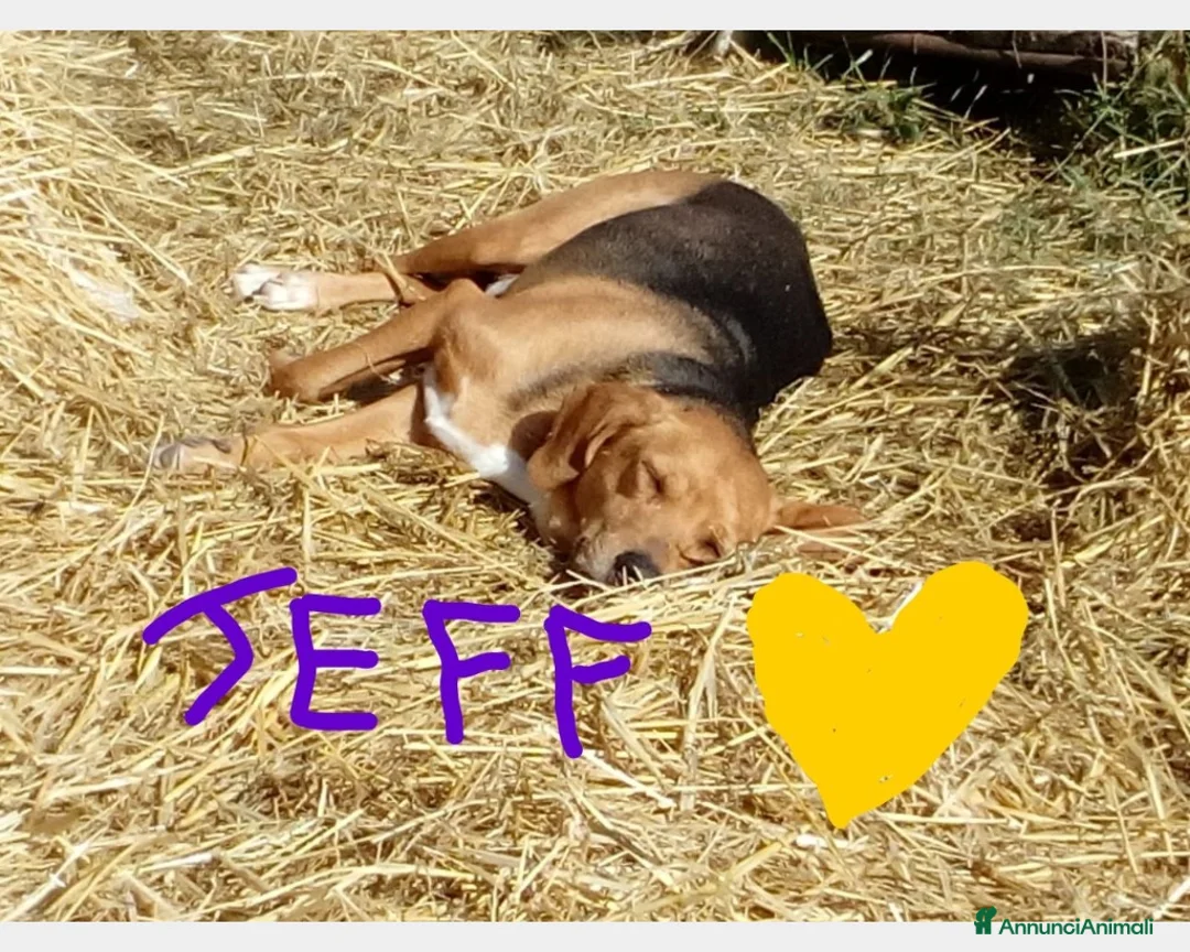 Beagle cani in regalo: Mix Beagle 4/5anni URGE FAMIGLIA PAZIENTE!! MARCHE a Bologna - Annuncio 3