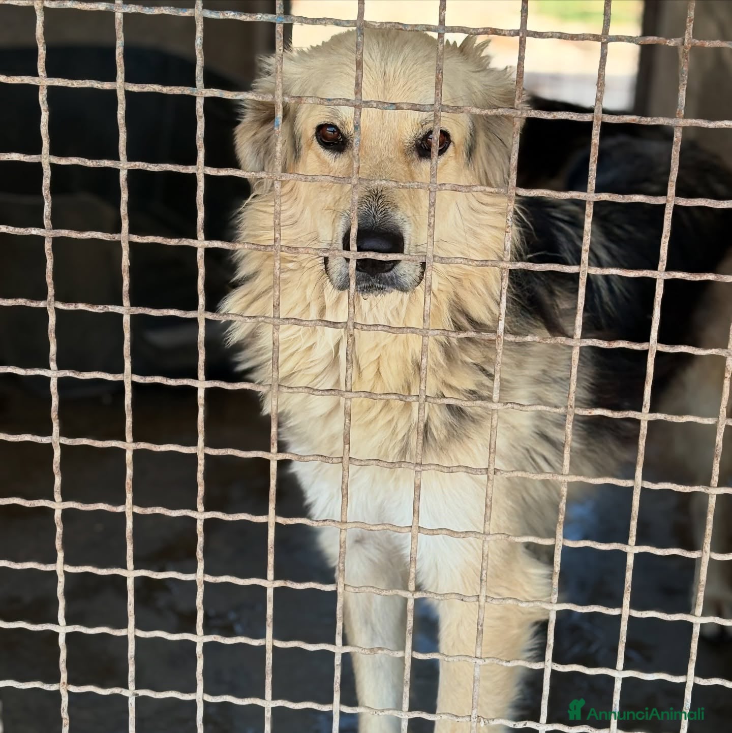 Meticcio cani LEONE, cagnolone straordinario! Tg grande. - Annuncio 3