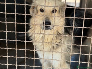 Meticcio cani LEONE, cagnolone straordinario! Tg grande. - Annuncio 31