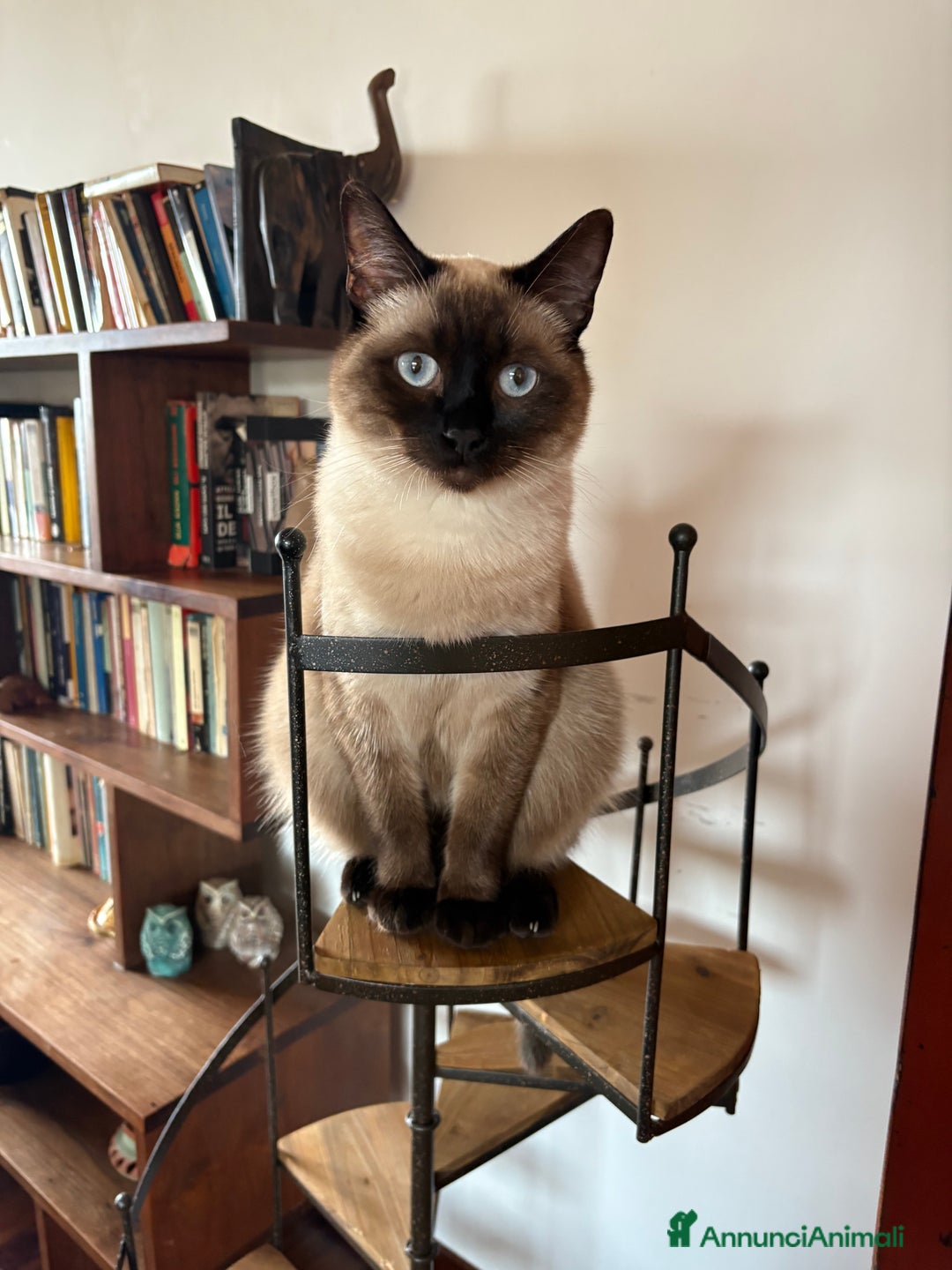 Siamese gatti per accoppiamento: Camilo cerca fidanzata a Città metropolitana di Roma Capitale - Annuncio 2