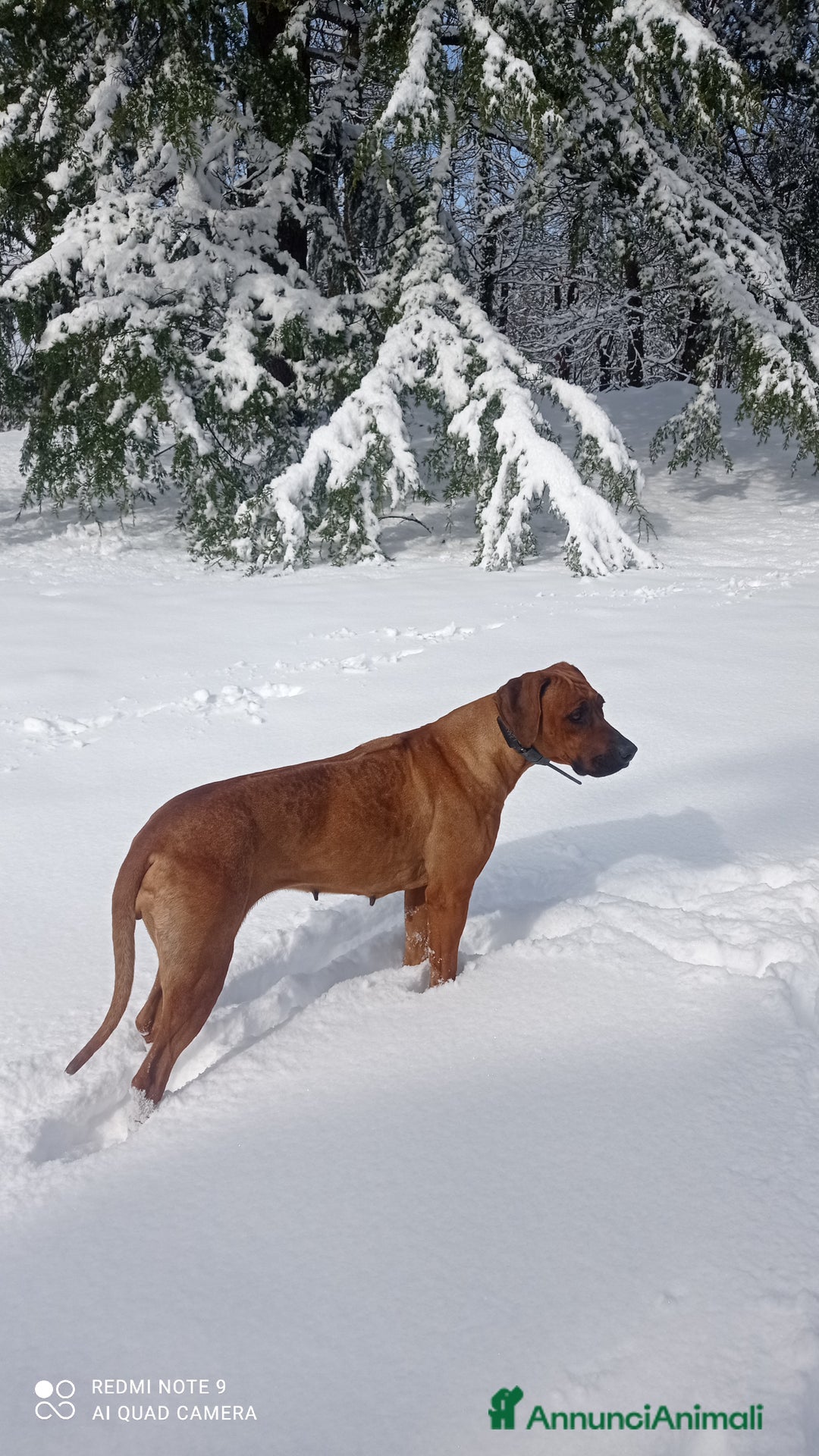 Rhodesian Ridgeback cani in vendita: Cuccioli Rhodesian Ridgeback  - Annuncio 4