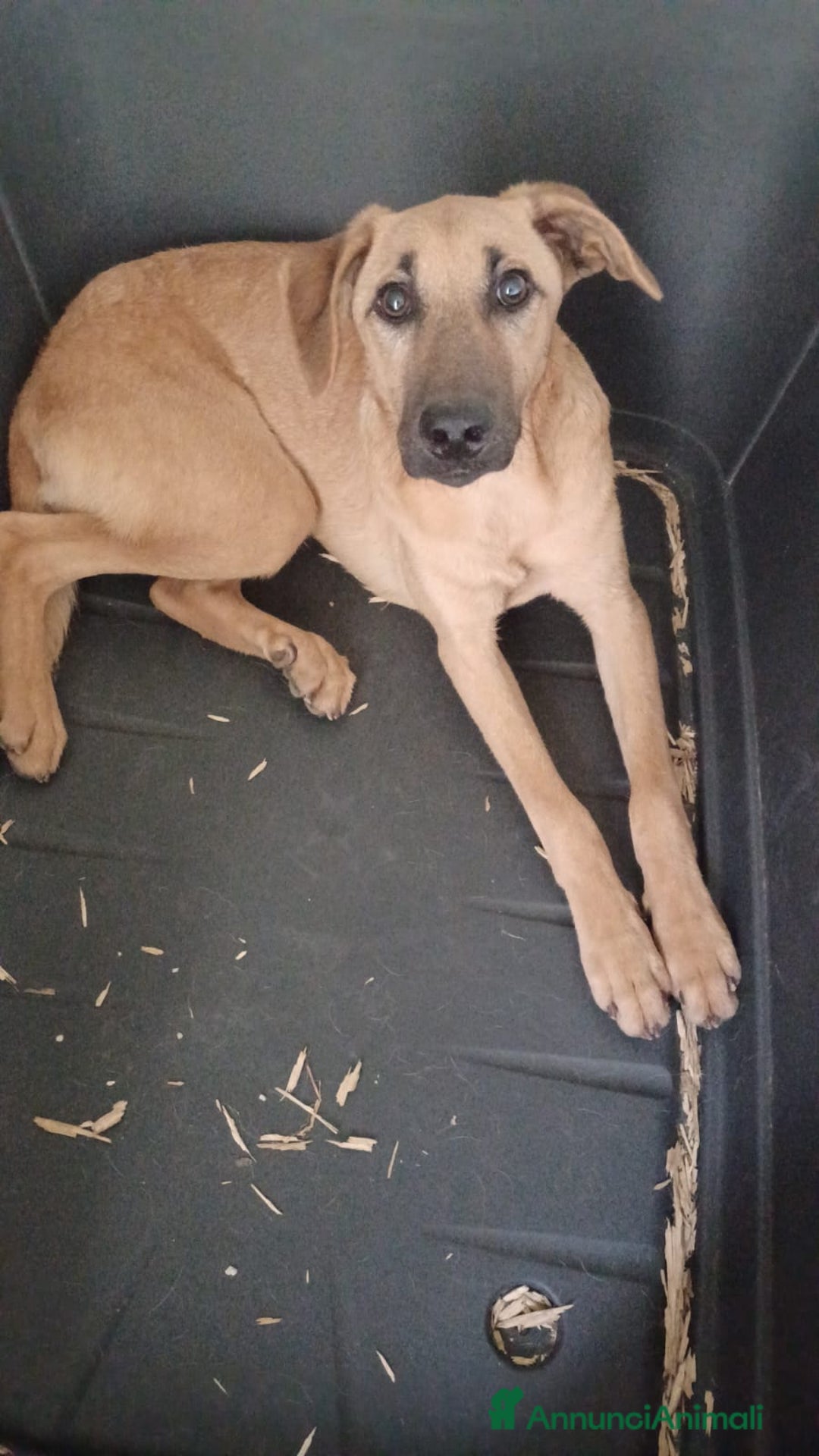 Meticcio cani in regalo: LA DOLCE ALBICOCCA a Città metropolitana di Roma Capitale - Annuncio 4