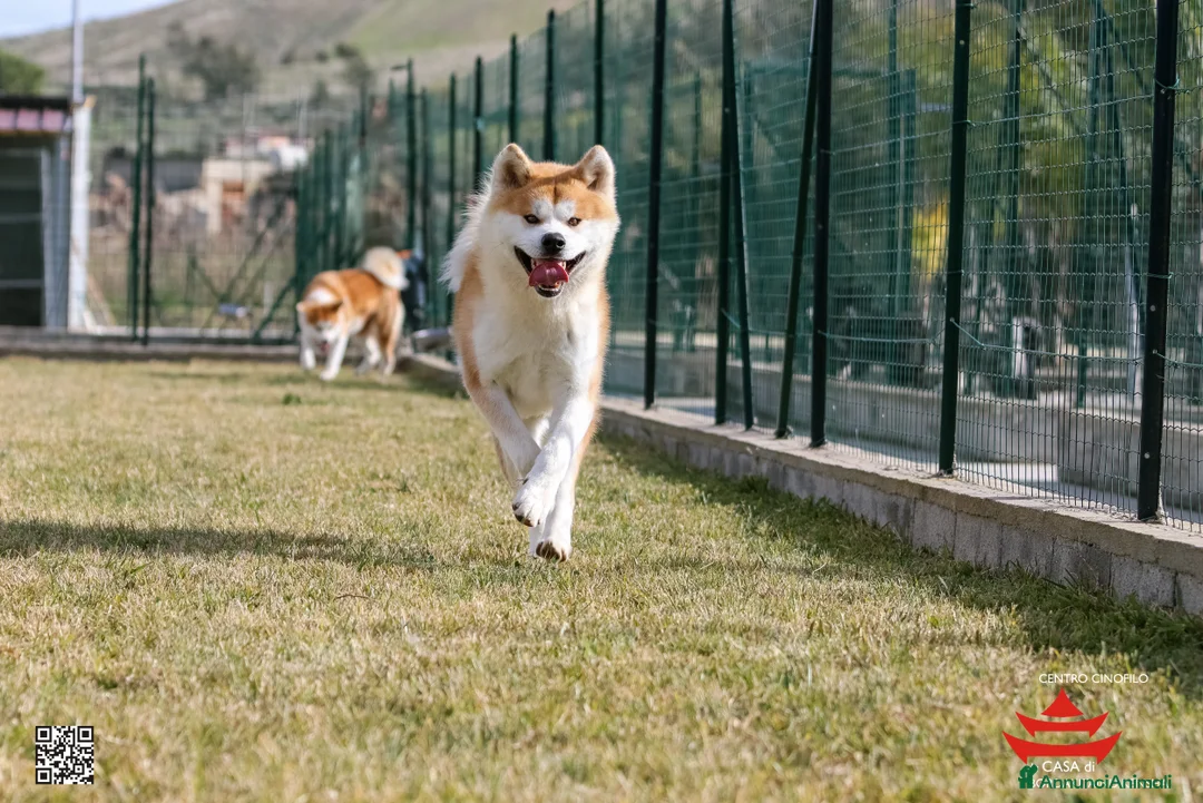 Immagine della galleria {{count}}