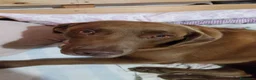 Labrador cani in vendita: Best for Last - Annuncio 4