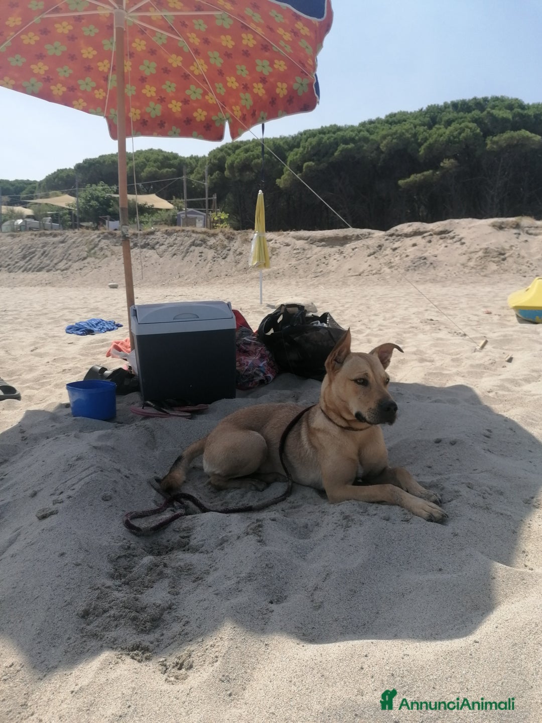 Meticcio cani in regalo: Luna, meticcia di 3 anni in regalo - Annuncio 1