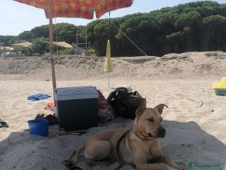 Meticcio cani Luna, meticcia di 3 anni in regalo - Annuncio 3