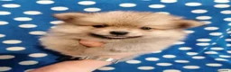 Volpino Pomerania cani in vendita: Volpino nano cuccioli - Annuncio 4
