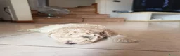 Barboncino cani in vendita: Barboncino - Annuncio 5