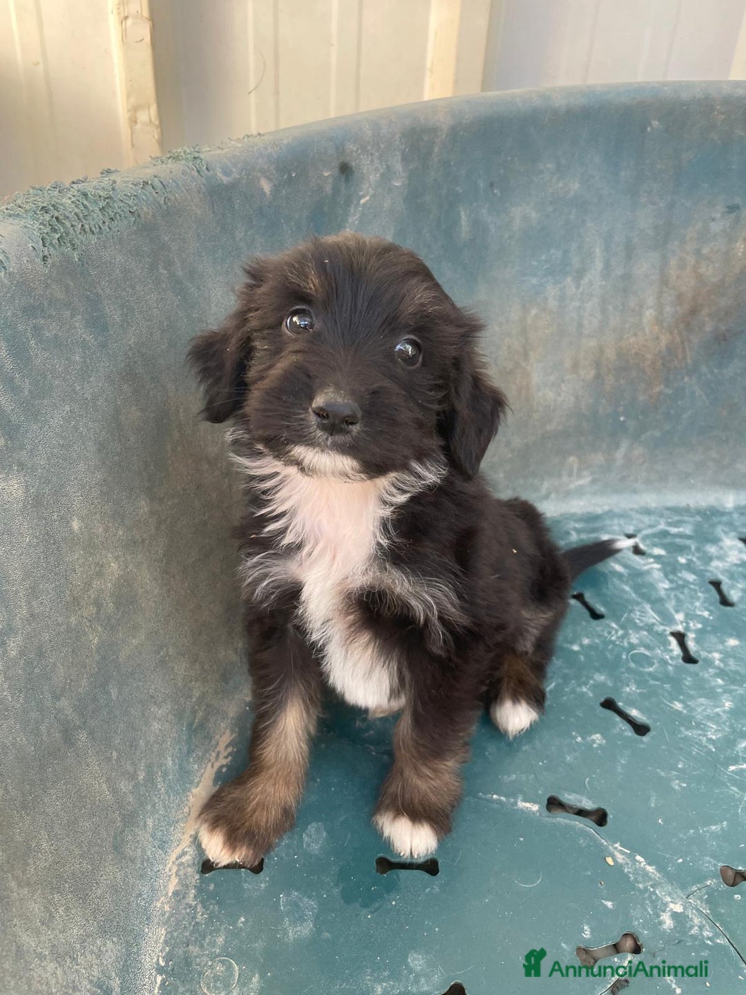 Meticcio cani in regalo: DIAMANTE E SMERALDO - Annuncio 6