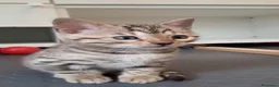 Bengala gatti in vendita: Cuccioli bengala con pedegree a Città Metropolitana di Torino - Annuncio 2