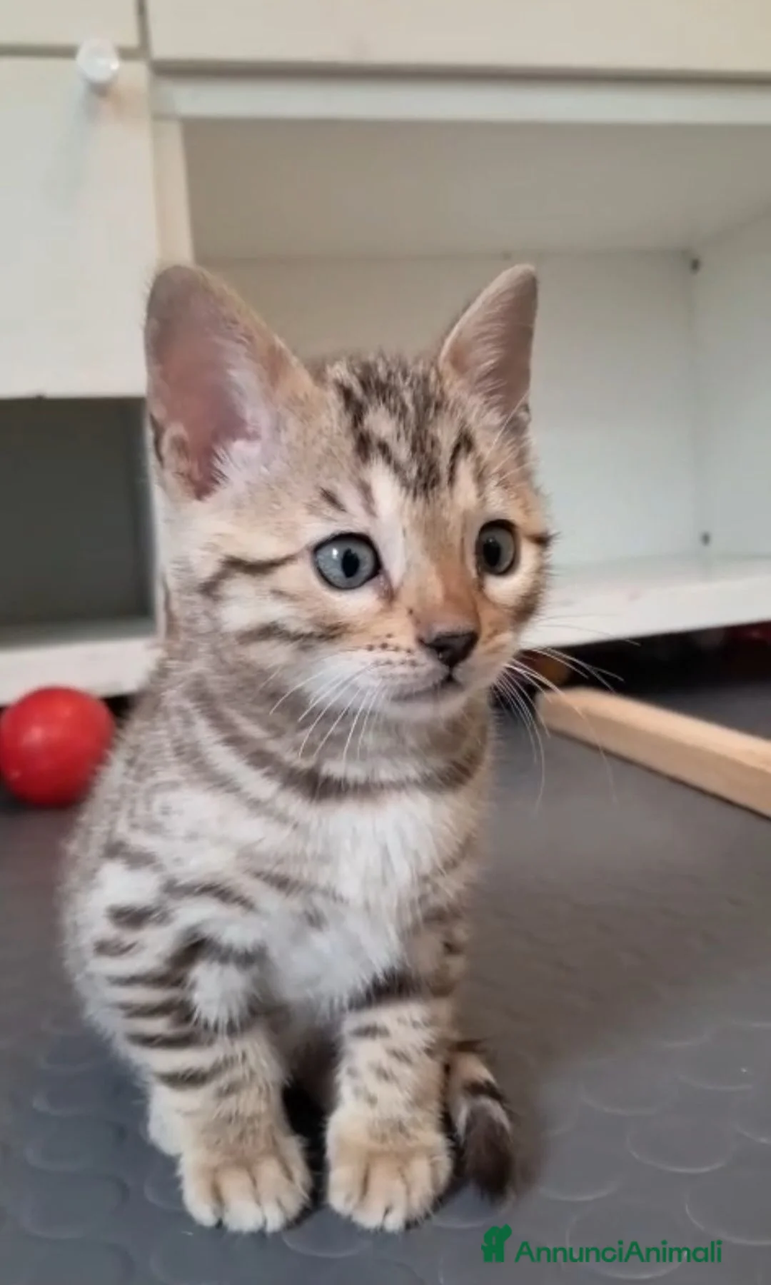 Bengala gatti in vendita: Cuccioli bengala con pedegree a Città Metropolitana di Torino - Annuncio 2