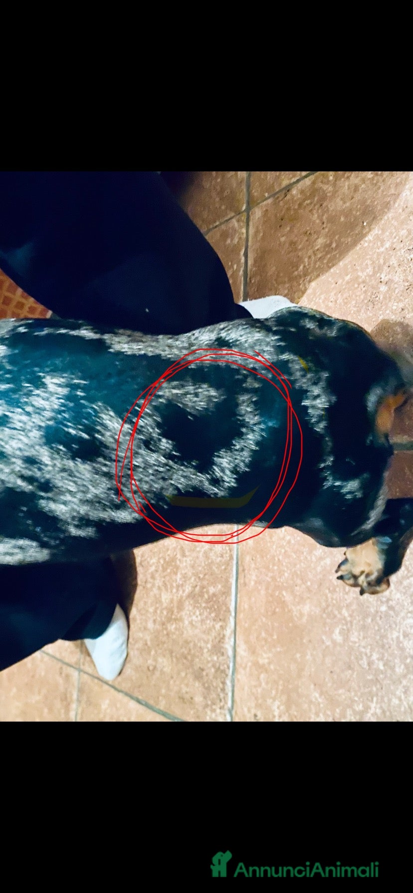 Bassotto cani bassottina arlecchino - Annuncio 2