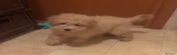 Barboncino cani in vendita: Barboncina - Annuncio 1