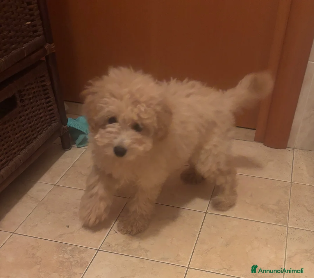Barboncino cani in vendita: Barboncina - Annuncio 1