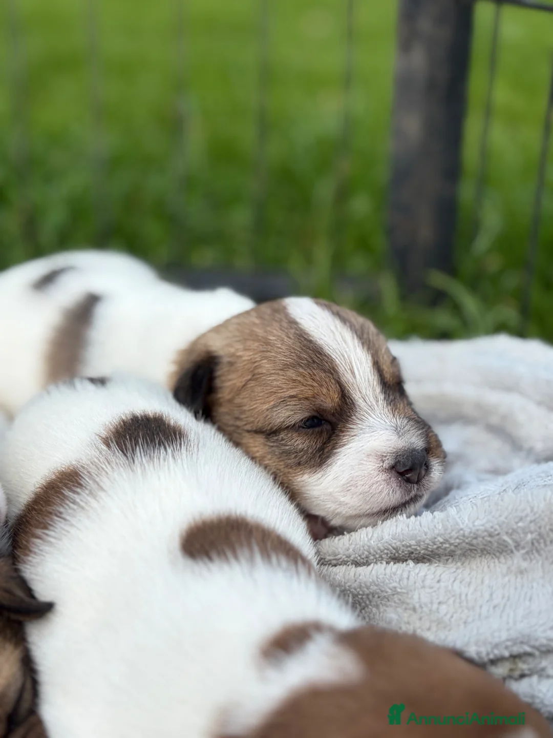 Jack Russell cani in vendita: Splendidi cuccioli di jack Russell terrier  - Annuncio 7