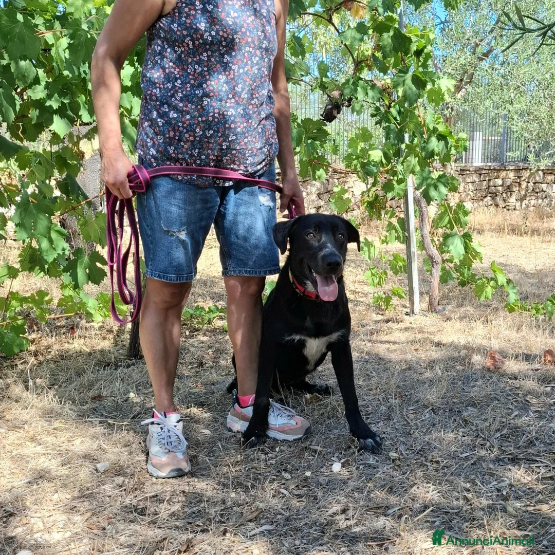 Meticcio cani in regalo: Merdida cerca casa  - Annuncio 8