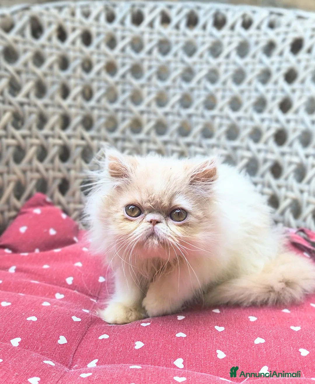 Persiano gatti in vendita: Cuccioli persiani ed exotici a Città metropolitana di Milano - Annuncio 1