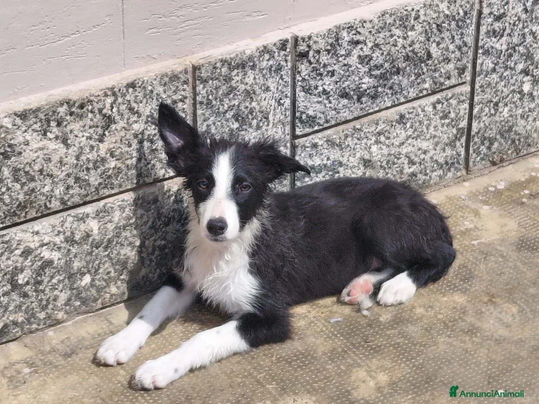 Border Collie cani in vendita: Disponibili cuccioli di border  - Annuncio 1