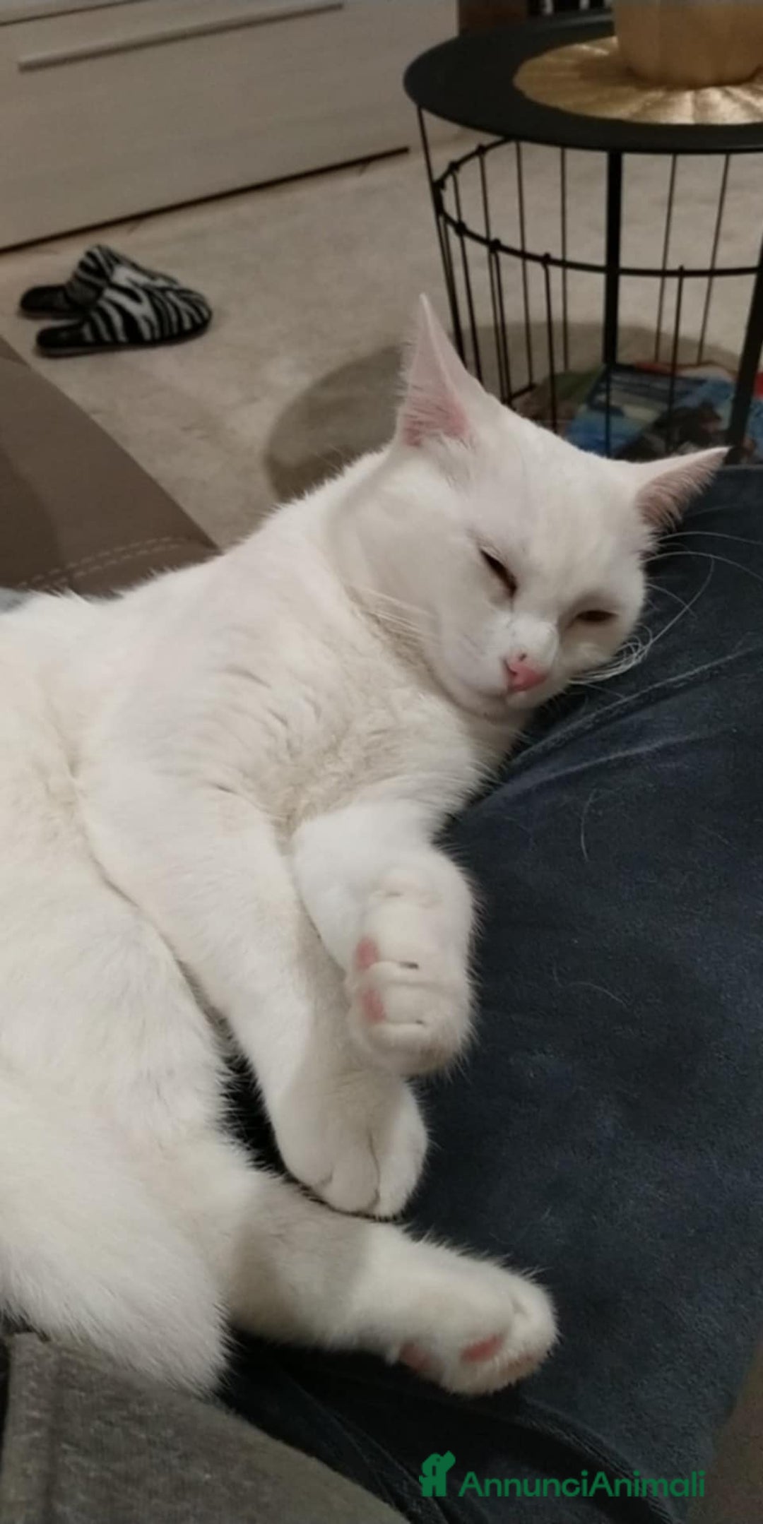 Altre razze gatti in regalo: Brescia (Bettole) - Annuncio 3