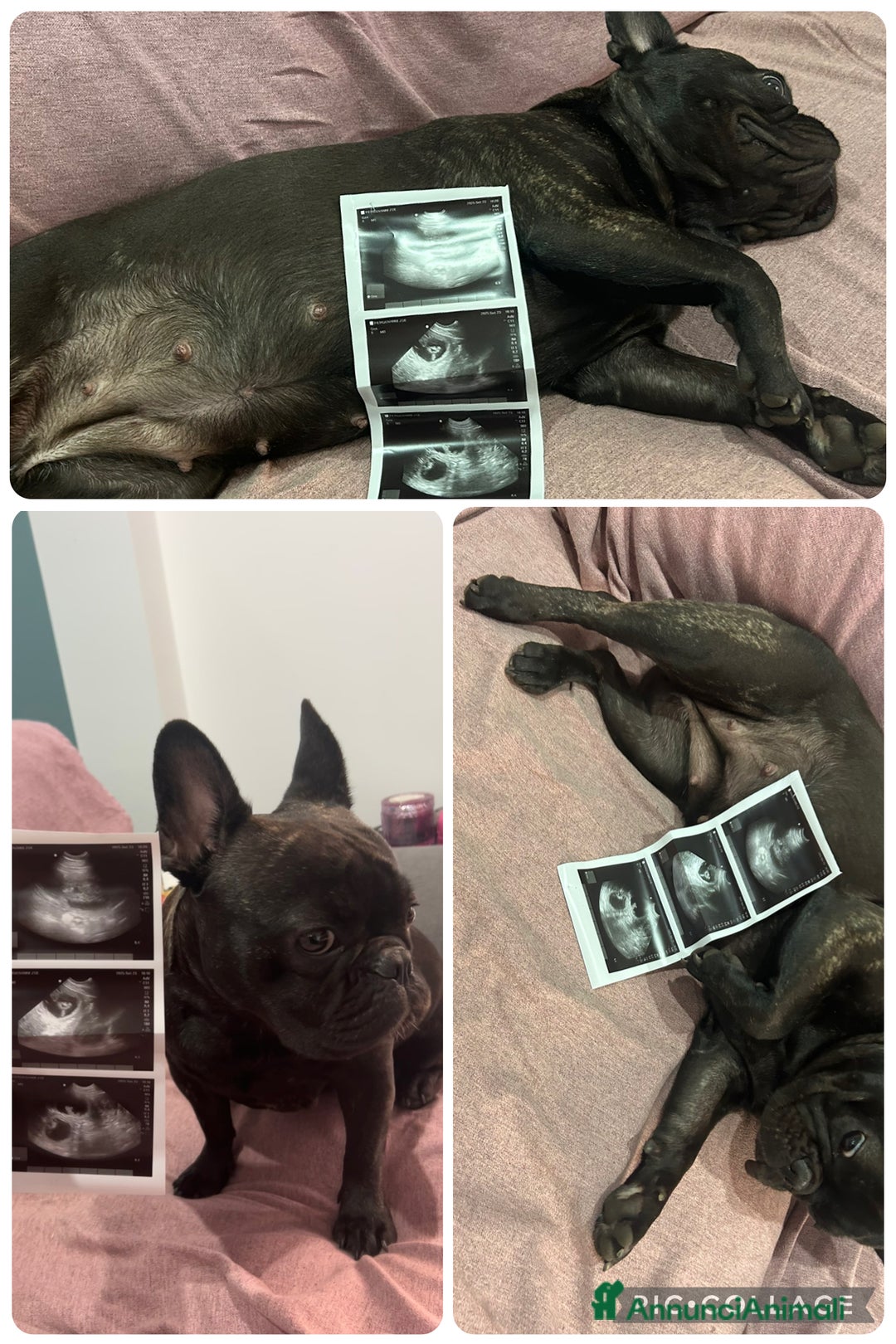 Bulldog Francese cani in vendita: Cuccioli di bulldog francese ❤️ - Annuncio 10