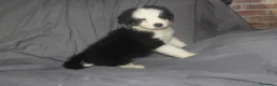 Australian Shepherd cani in vendita: Pastore australiano Australian Shepherd cuccioli - Annuncio 10