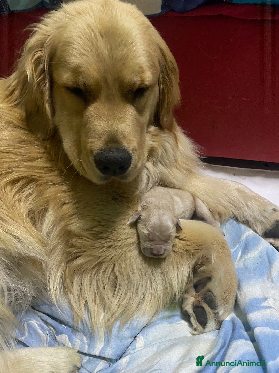 Immagine della galleria {{count}}