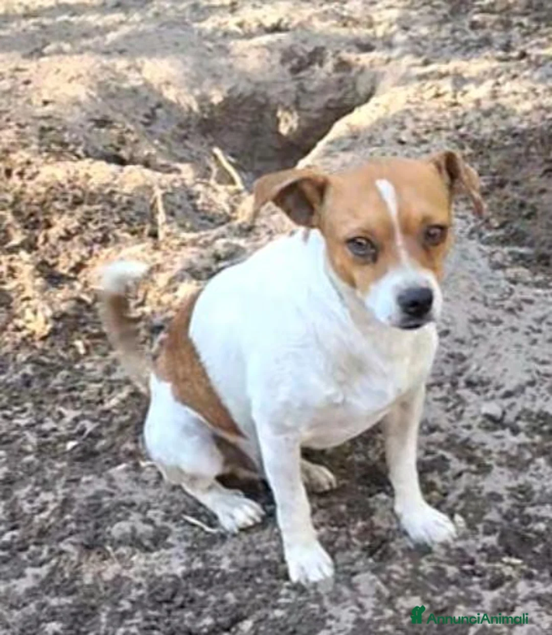 Meticcio cani in regalo: Taglia piccola  - Annuncio 2