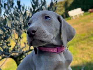 Weimaraner cani cuccioli weimaraner - Annuncio 1