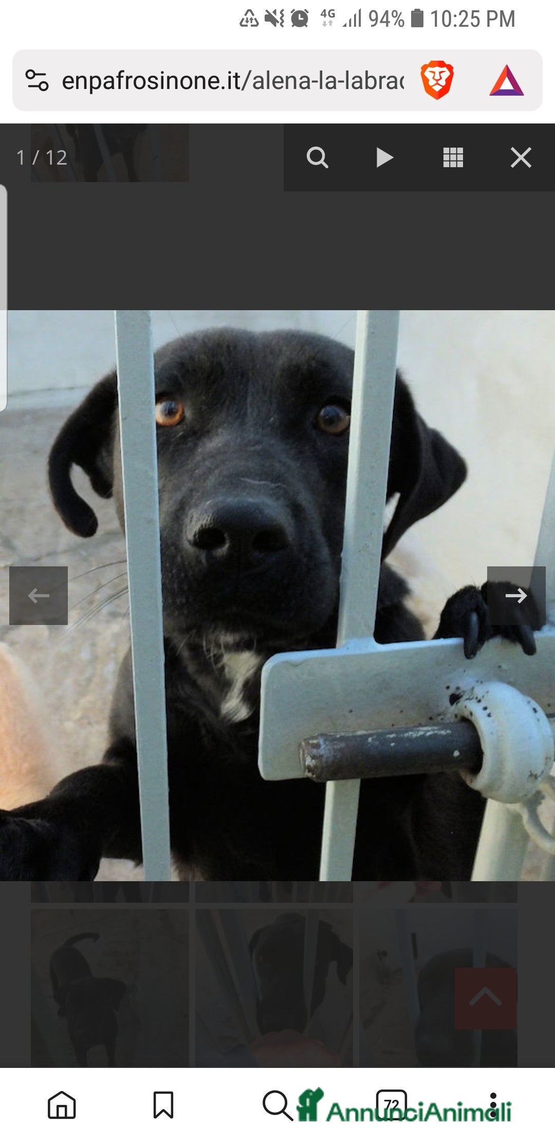 Labrador cani in regalo: ADOZ.DEL CUORE:scaricata instrada da 2 anni in box - Annuncio 6