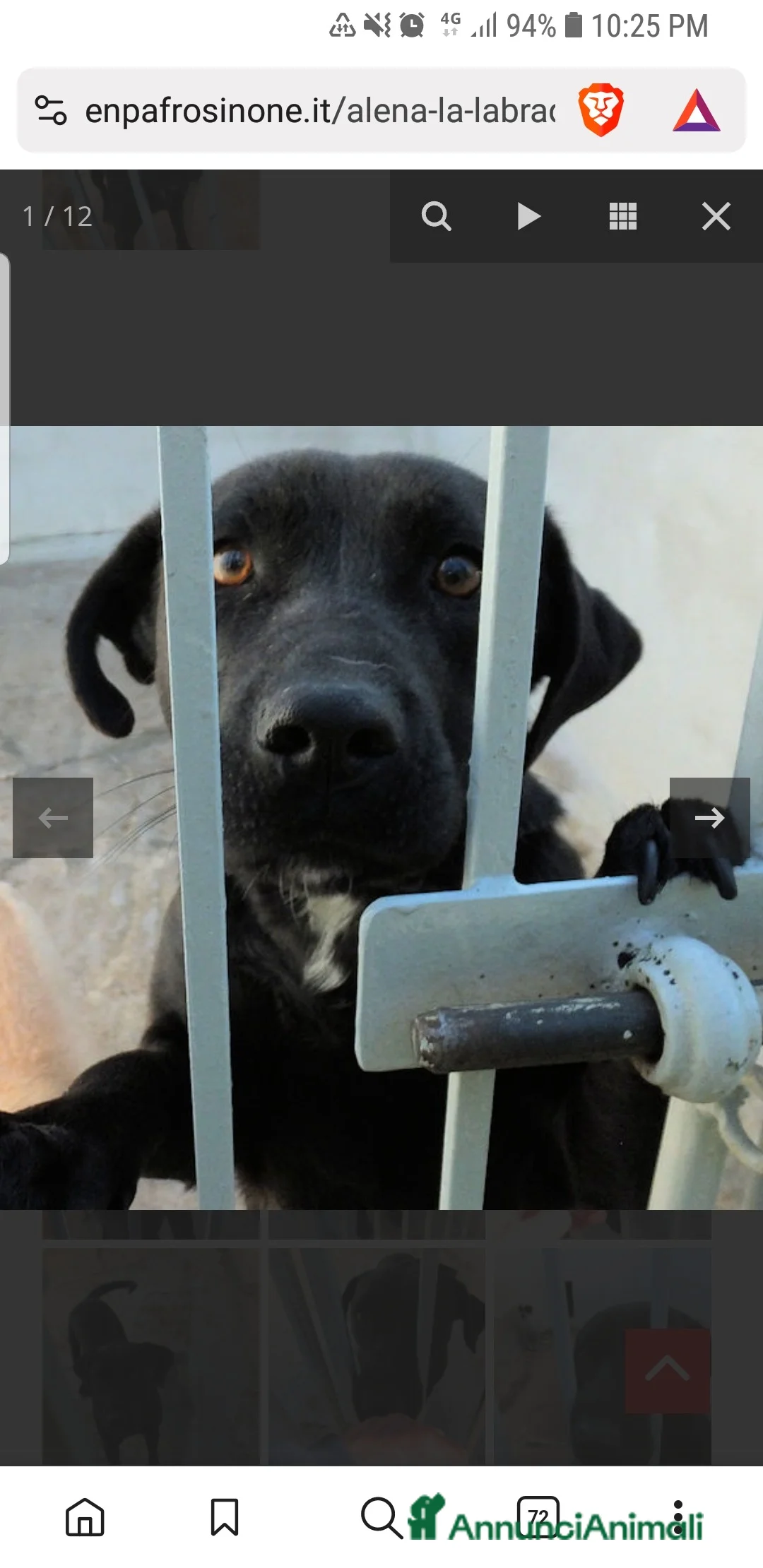 Labrador cani in regalo: ADOZ.DEL CUORE:scaricata instrada da 2 anni in box - Annuncio 6