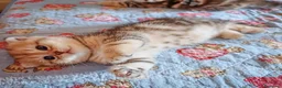 Scottish gatti in vendita: Cuccioli Scottish Fold con Pedigree - Annuncio 23