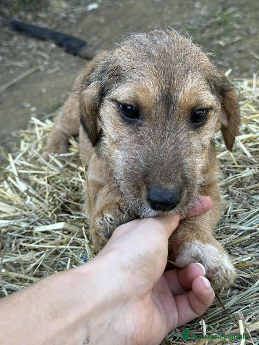 Meticcio cani in regalo: LUNA, dolcissima cucciola TG PICCOLA! Zampecorte - Annuncio 1
