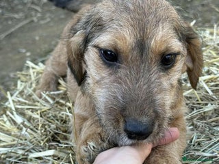 Meticcio cani LUNA, dolcissima cucciola TG PICCOLA! Zampecorte - Annuncio 22