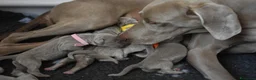 Weimaraner cani in vendita: Cuccioli Weimaraner - Maschio - Annuncio 7