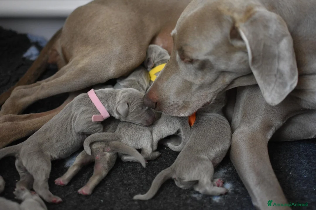 Weimaraner cani in vendita: Cuccioli Weimaraner - Maschio - Annuncio 7