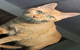 Altre razze gatti in regalo: Gatta arancione  - Immagine 2