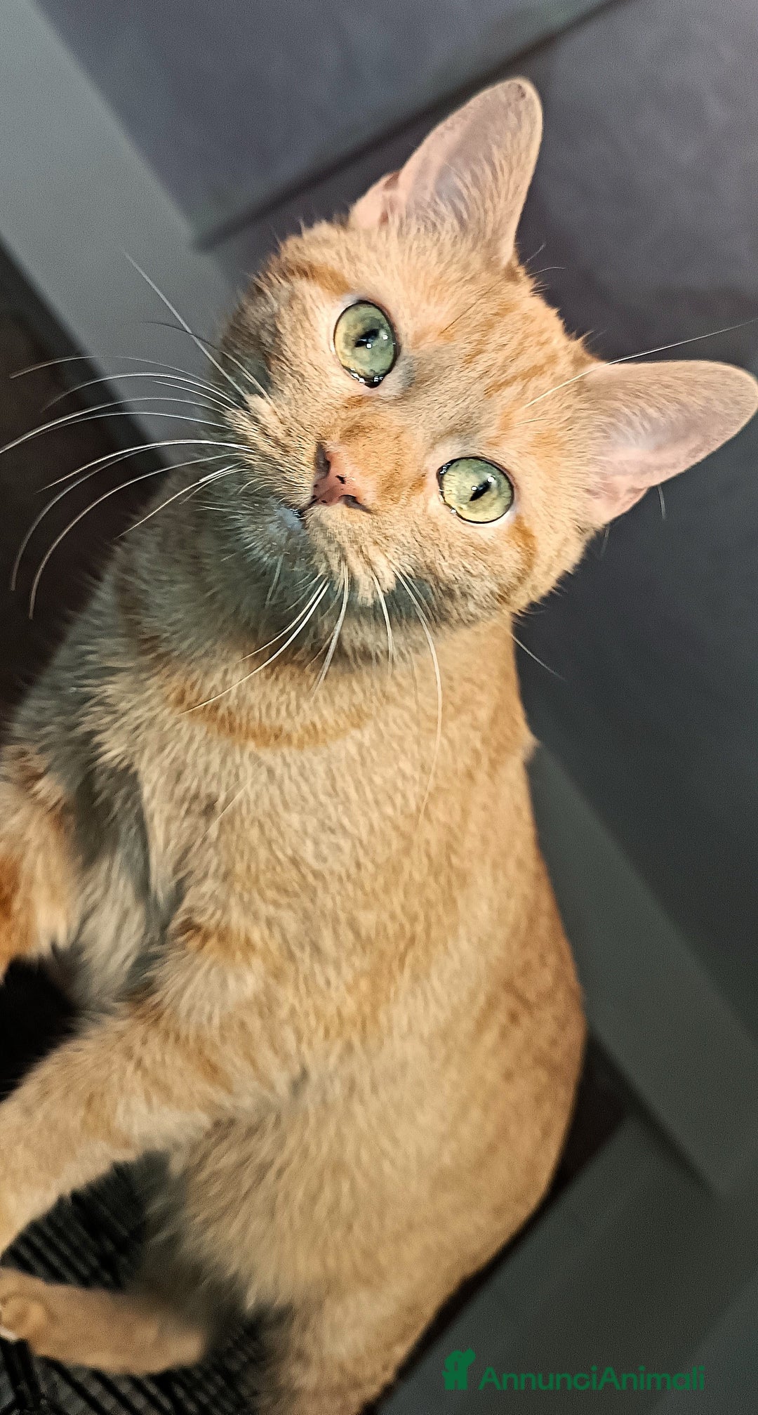 Altre razze gatti in regalo: Gatta arancione  - Immagine 2