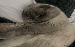 Scottish gatti per accoppiamento: Gatto Scottish fold  - Immagine 6