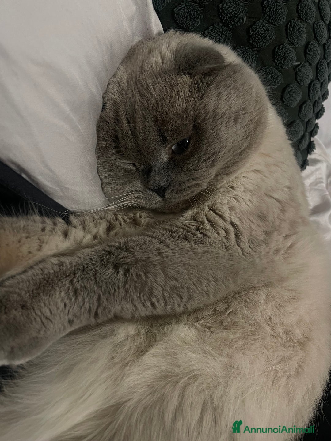 Scottish gatti per accoppiamento: Gatto Scottish fold  - Immagine 6