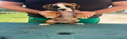 Boxer cani in vendita: Cuccioli di boxer - Annuncio 3