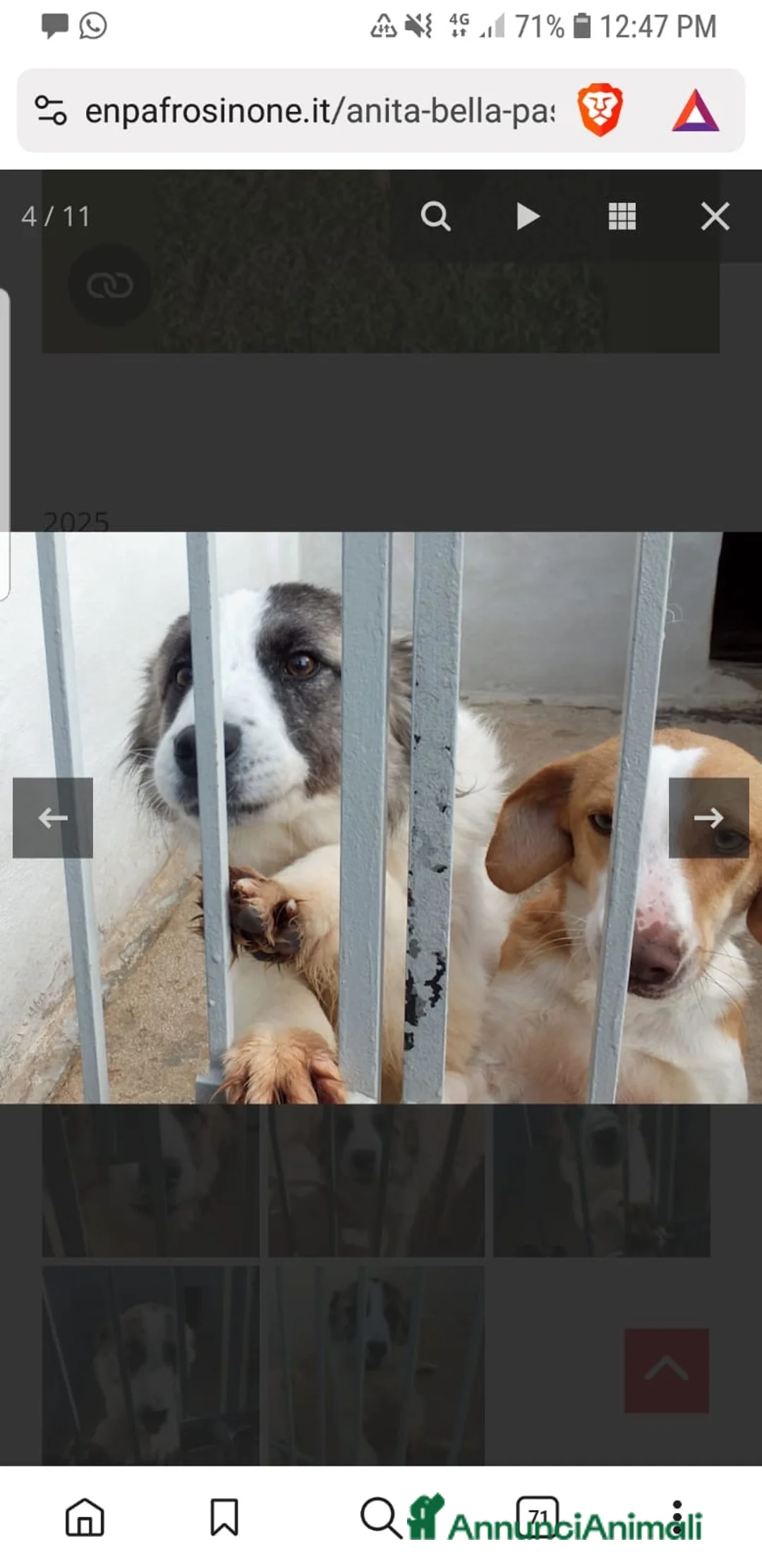 Australian Shepherd cani in regalo: ADOZ.DEL CUORE: pastorina, dolce,buona,vive in box - Annuncio 6