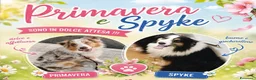 Australian Shepherd cani in vendita: Blue Sea un mare di gioia a Città Metropolitana di Firenze - Annuncio 6