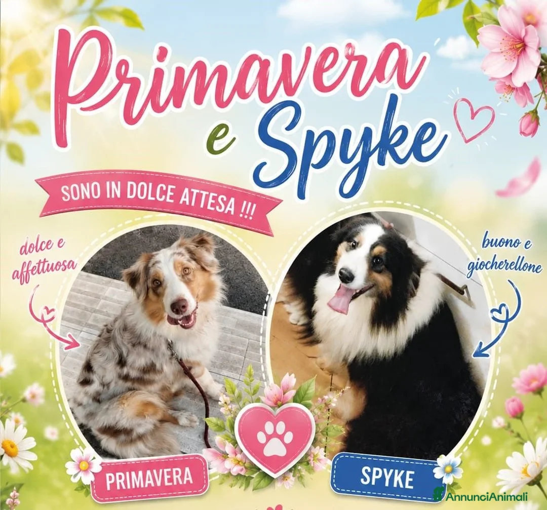 Australian Shepherd cani in vendita: Blue Sea un mare di gioia a Città Metropolitana di Firenze - Annuncio 6
