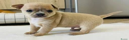 Chihuahua cani in vendita: Chihuahua cuccioli  a Provincia di Chieti - Annuncio 4