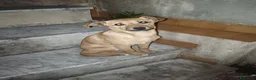 Meticcio cani in regalo: SILVYE cucciola coccolona  - tg piccola a Città metropolitana di Milano - Annuncio 2