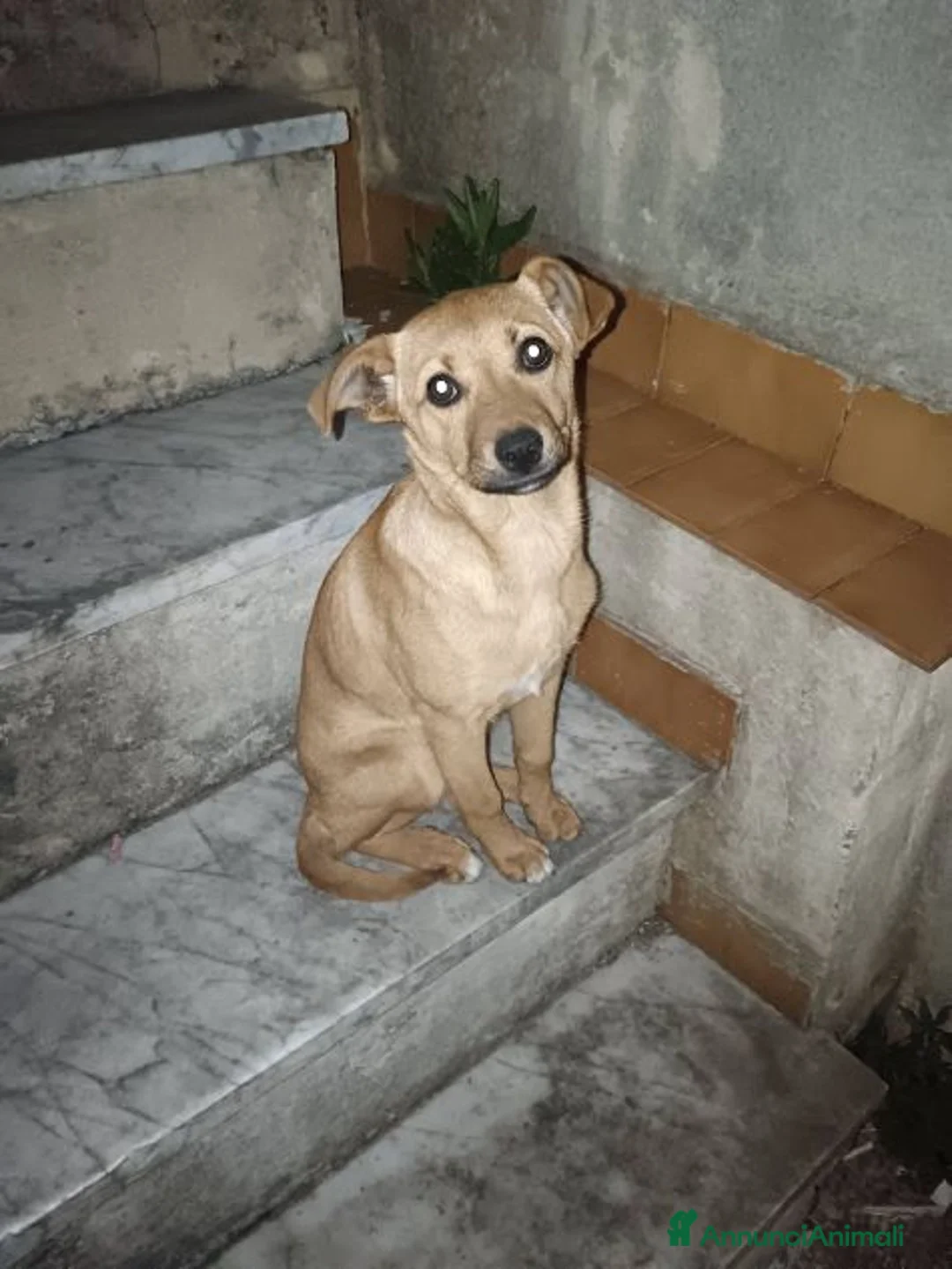 Meticcio cani in regalo: SILVYE cucciola coccolona  - tg piccola a Città metropolitana di Milano - Annuncio 2